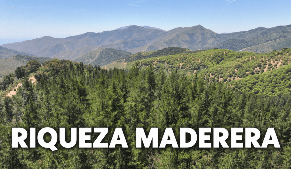 RIQUEZA MADERERA